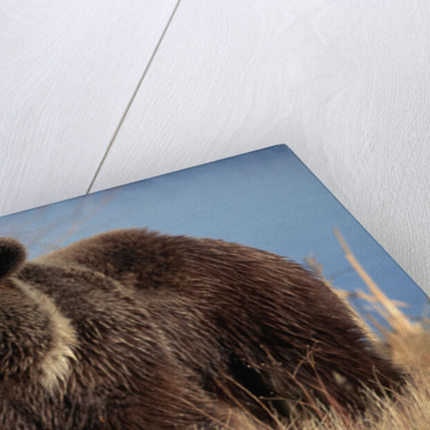 Grizzly Bear Eating Apple by Anonymous