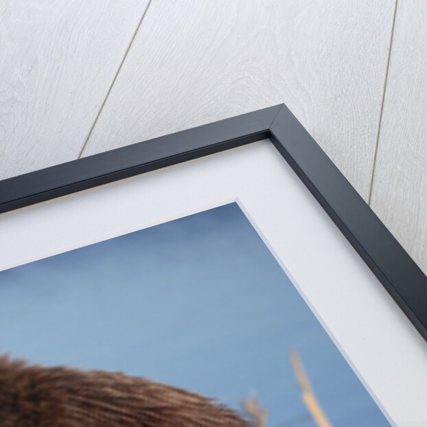 Grizzly Bear Eating Apple by Anonymous