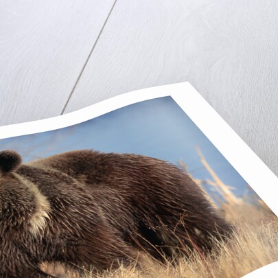 Grizzly Bear Eating Apple by Anonymous