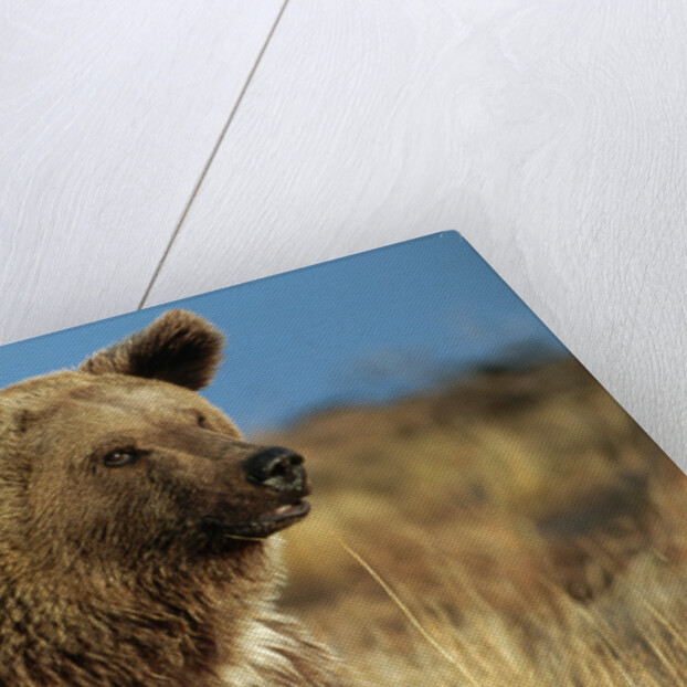 Grizzly Bear near Lake by Anonymous