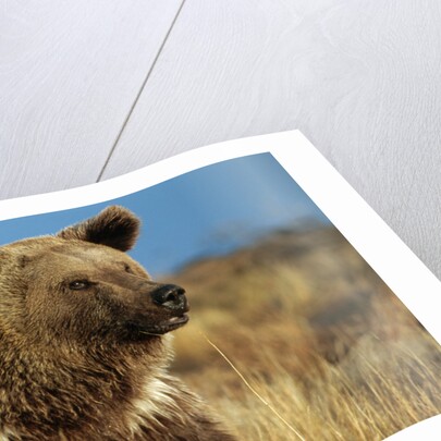Grizzly Bear near Lake by Anonymous