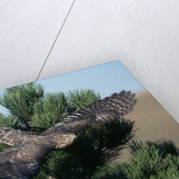 Young Northern Goshawk Flying from Ponderosa Pine by Anonymous