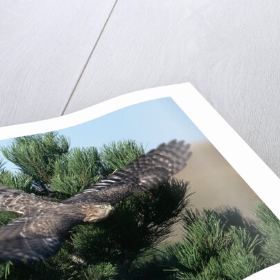 Young Northern Goshawk Flying from Ponderosa Pine by Anonymous