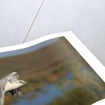 Gyrfalcon in Flight by Anonymous
