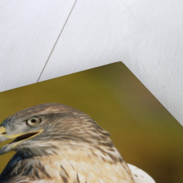 Close-up of Ferruginous Hawk by Anonymous