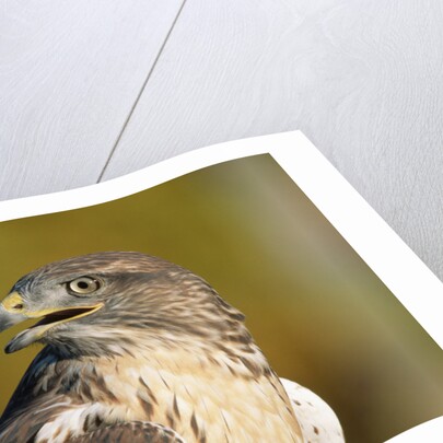 Close-up of Ferruginous Hawk by Anonymous