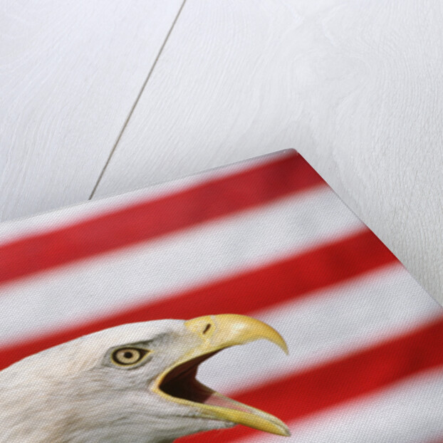Bald Eagle Squawking with American Flag by Anonymous