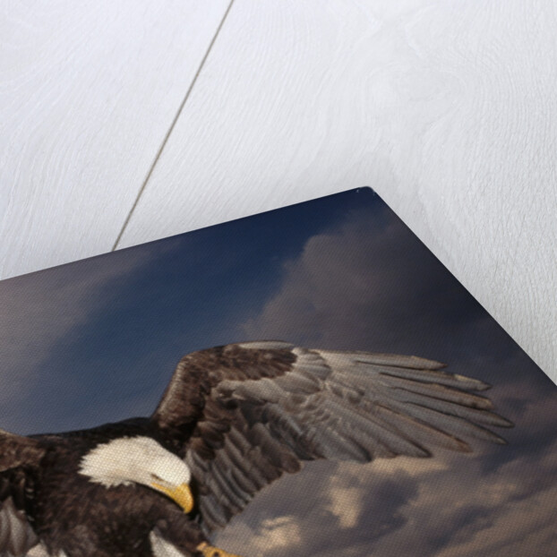 Bald Eagle Landing on Snag by Anonymous