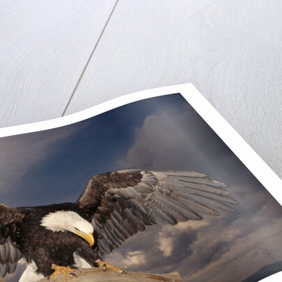 Bald Eagle Landing on Snag by Anonymous