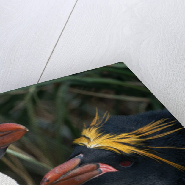 Pair of Nesting Macaroni Penguins by Anonymous