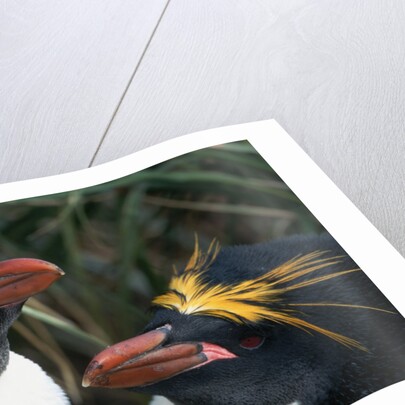 Pair of Nesting Macaroni Penguins by Anonymous