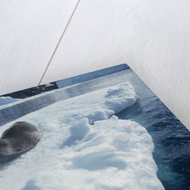 Leopard Seal on an Iceberg by Anonymous
