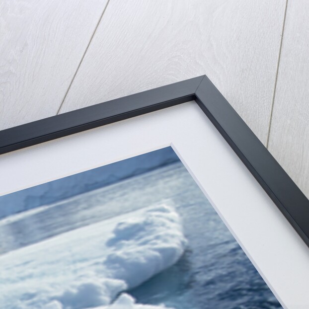 Leopard Seal on an Iceberg by Anonymous