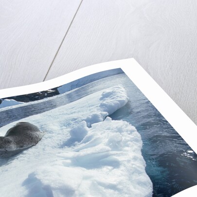 Leopard Seal on an Iceberg by Anonymous