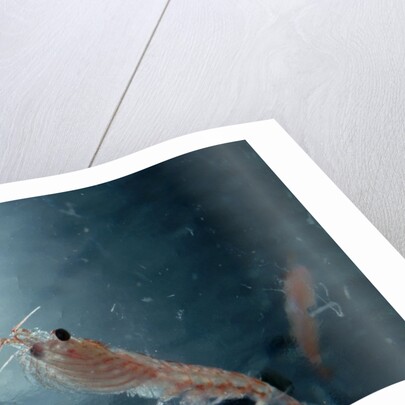 Frozen Antarctic Krill by Anonymous