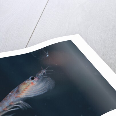 Antarctic Krill by Anonymous