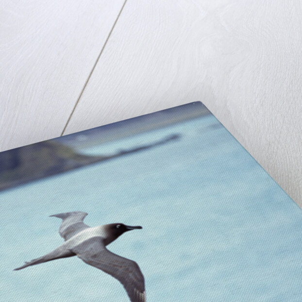 Light Mantled Sooty Albatross in Flight by Anonymous
