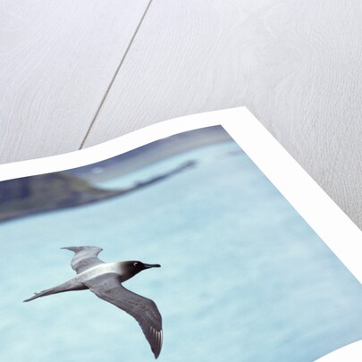 Light Mantled Sooty Albatross in Flight by Anonymous