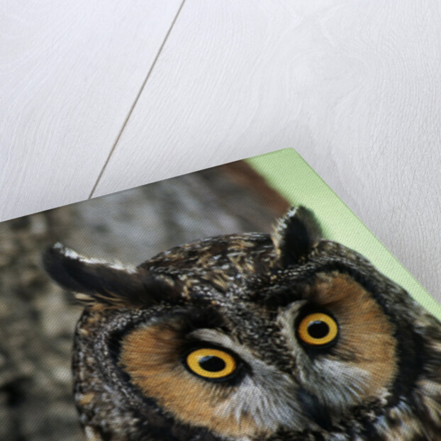 Long-eared Owl with Suprised Expression by Anonymous