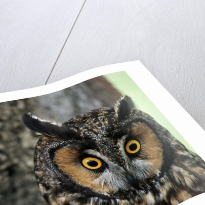 Long-eared Owl with Suprised Expression by Anonymous