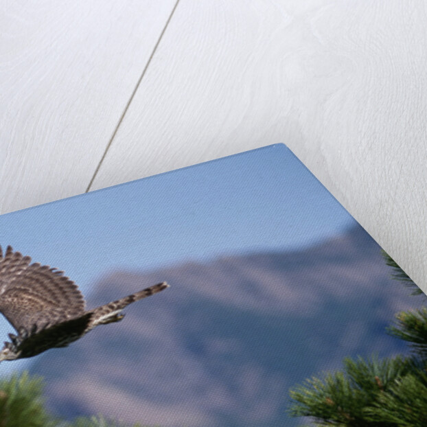 Juvenile Goshawk in Flight by Anonymous