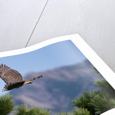 Juvenile Goshawk in Flight by Anonymous