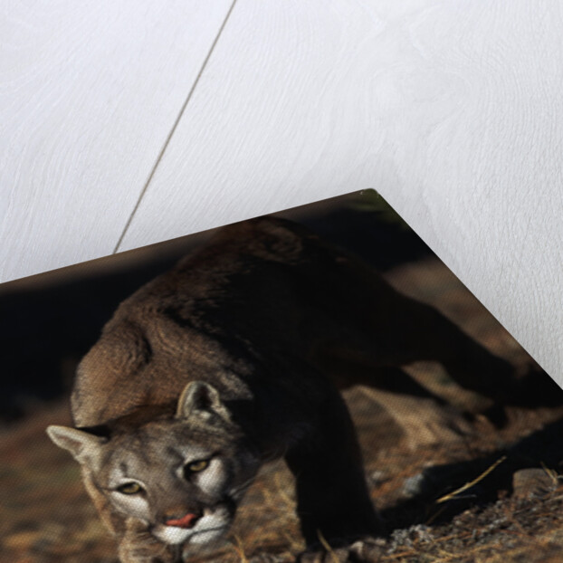 Mountain Lion Hunting by Anonymous