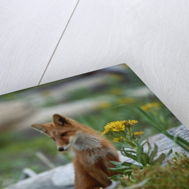Red Fox and Beach Arnica by Anonymous