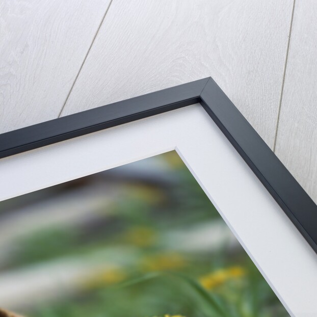 Red Fox and Beach Arnica by Anonymous