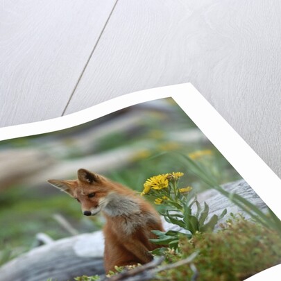 Red Fox and Beach Arnica by Anonymous