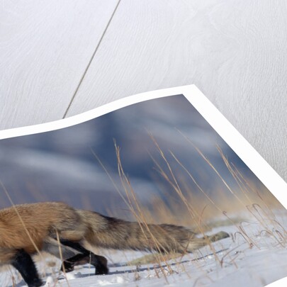 Red Fox Running in Snowy Meadow by Anonymous