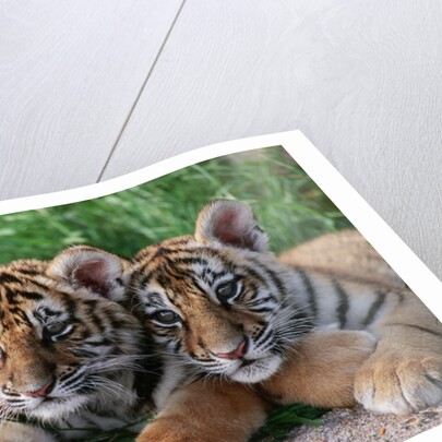 Two Siberian Tiger Cubs by Anonymous