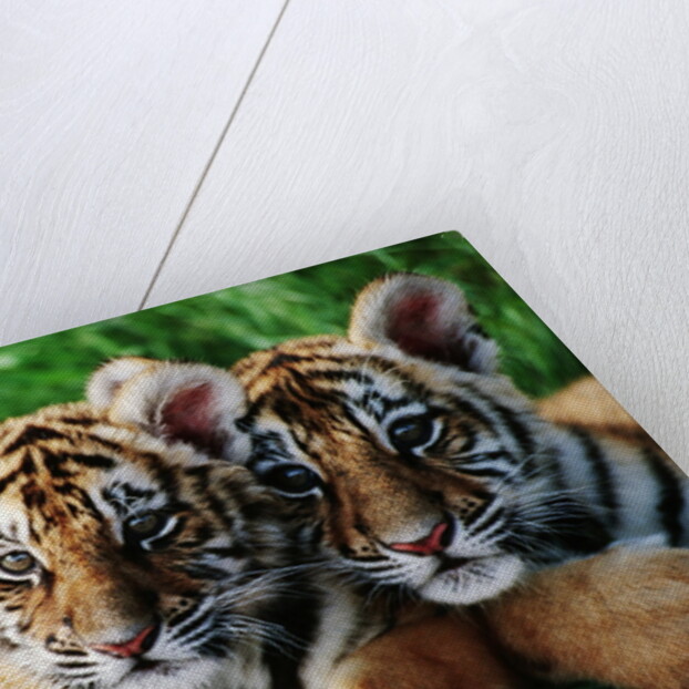 Two Siberian Tiger Cubs by Anonymous