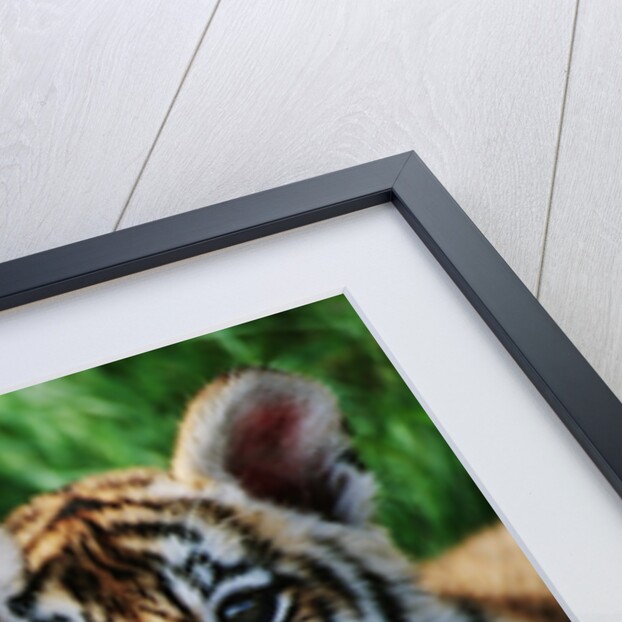 Two Siberian Tiger Cubs by Anonymous