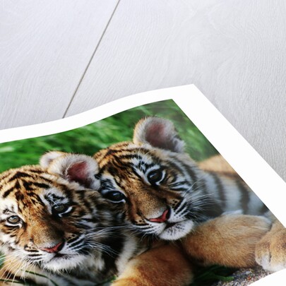 Two Siberian Tiger Cubs by Anonymous