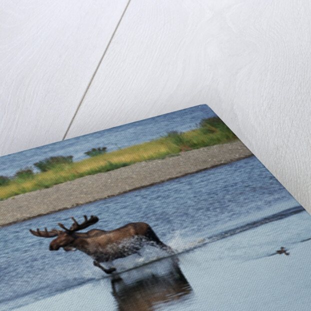 Moose Crossing Brooks River by Anonymous
