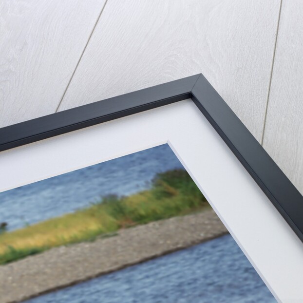 Moose Crossing Brooks River by Anonymous