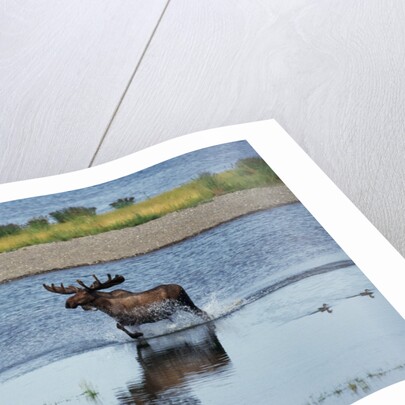 Moose Crossing Brooks River by Anonymous