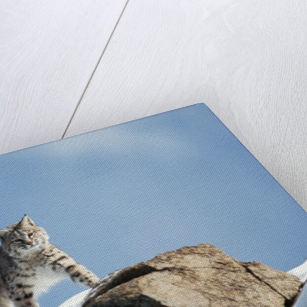 Bobcat Standing on Granite Cliff by Anonymous