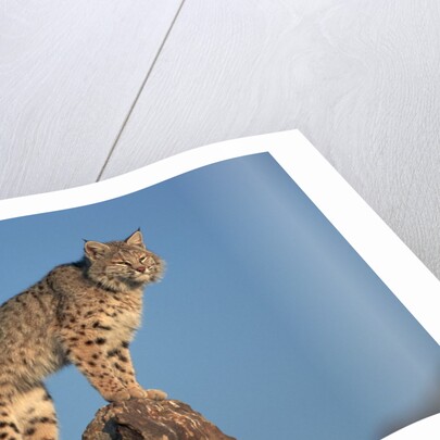 Bobcat Perched on Rocky Outcrop by Anonymous
