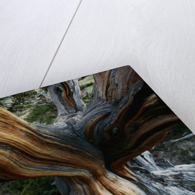 Close-up of Trunk of Bristlecone Pine Tree by Anonymous