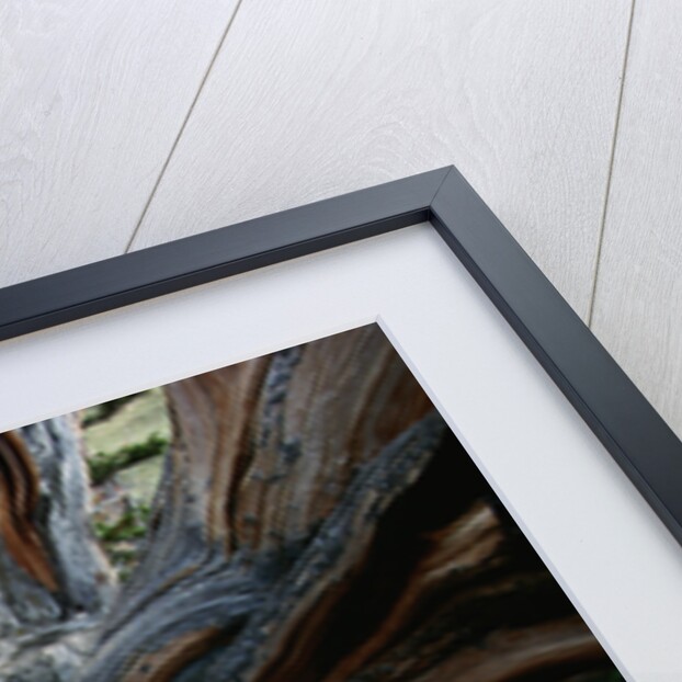 Close-up of Trunk of Bristlecone Pine Tree by Anonymous