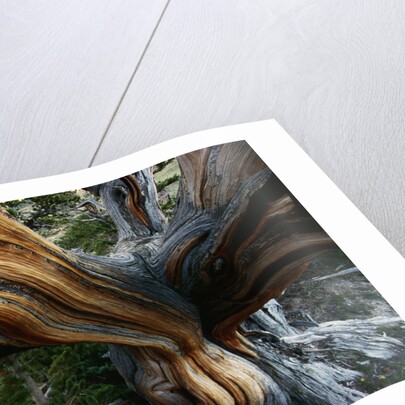 Close-up of Trunk of Bristlecone Pine Tree by Anonymous