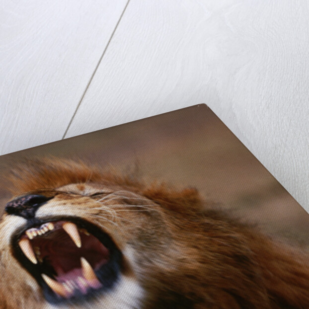 Lion Roaring by Anonymous