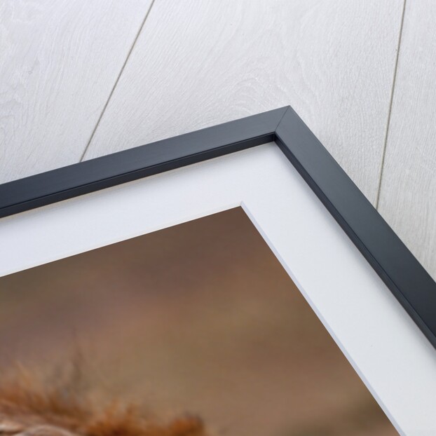 Lion Roaring by Anonymous