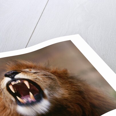 Lion Roaring by Anonymous