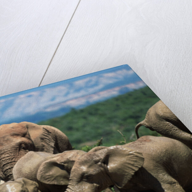 Elephant Herd at a Water Hole by Anonymous