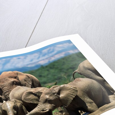 Elephant Herd at a Water Hole by Anonymous