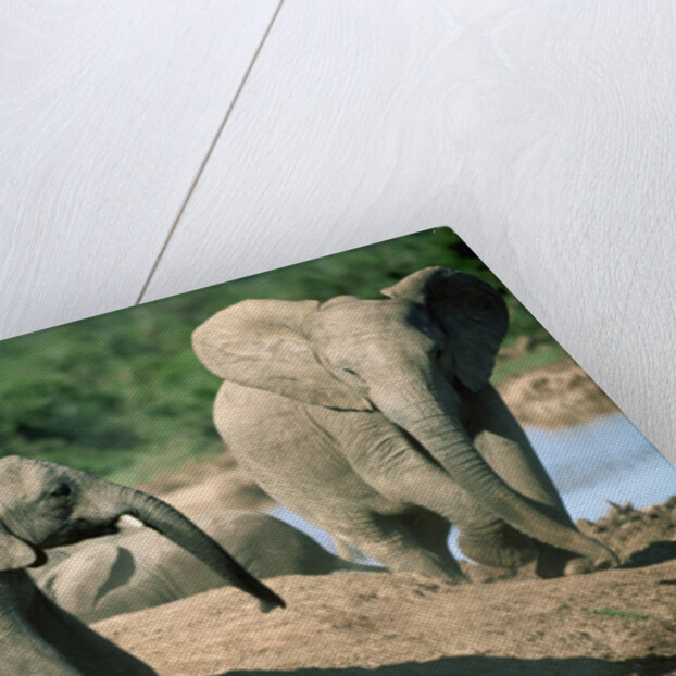 Elephants near a Water Hole by Corbis