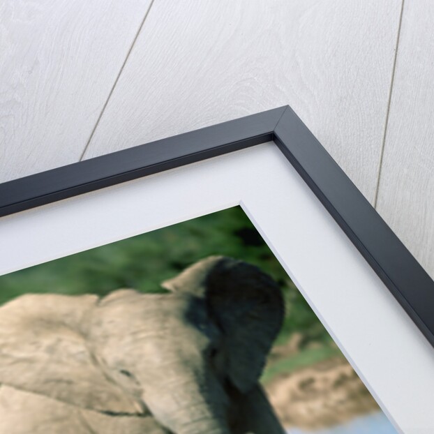 Elephants near a Water Hole by Anonymous